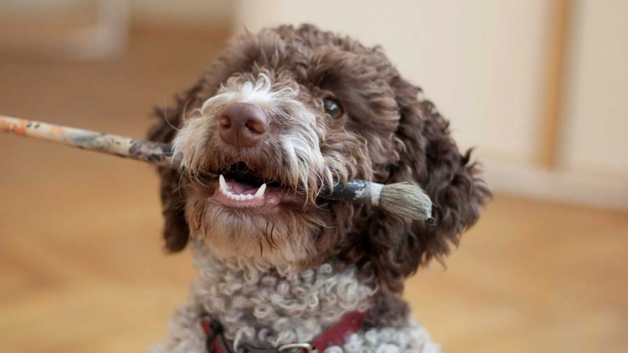 Lagotto Romagnolo