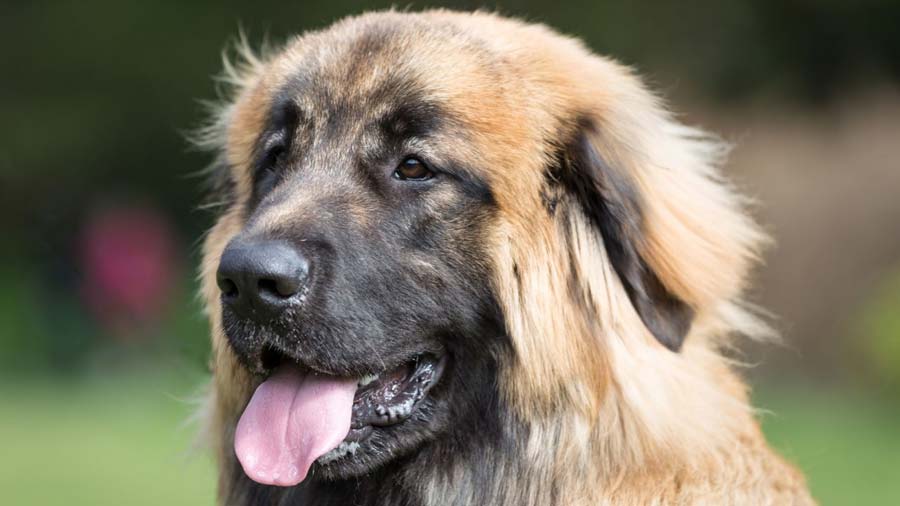 Leonberger