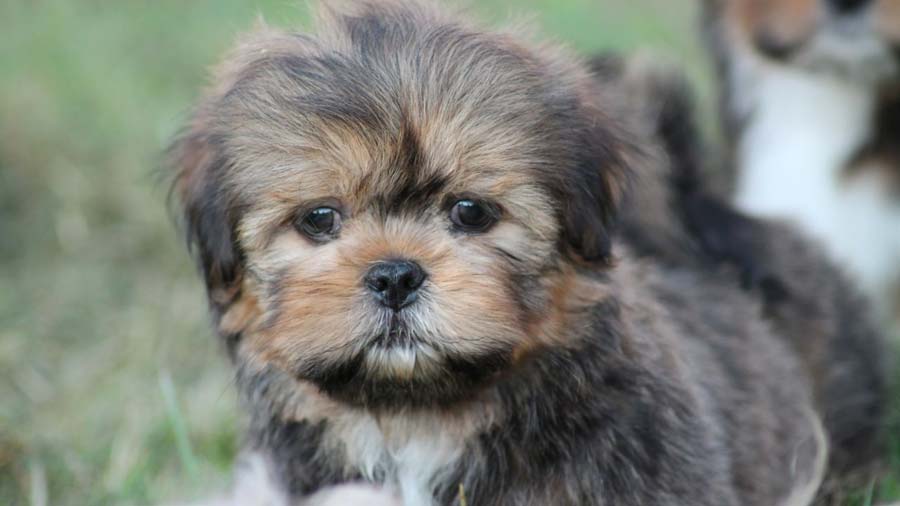 Lhasa Apso