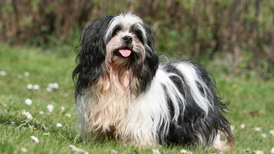 Lhasa Apso