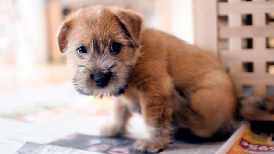 Terrier de Norfolk