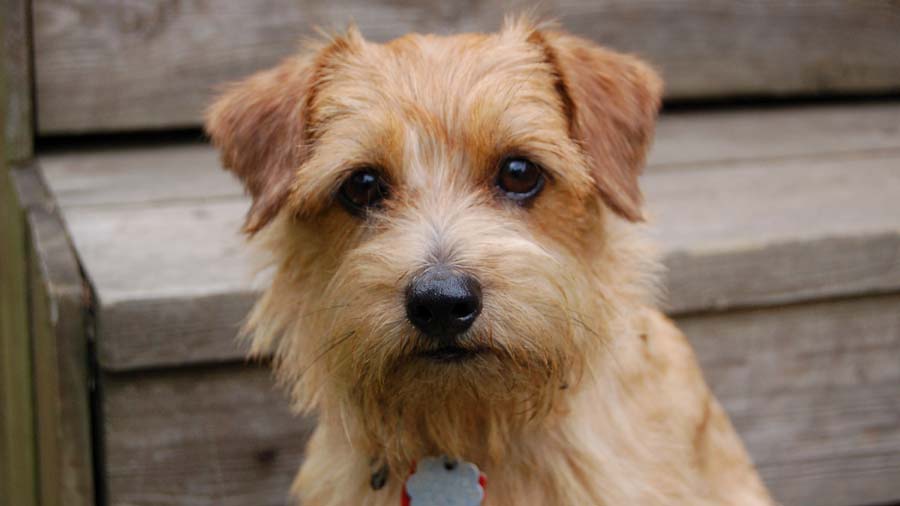 Terrier de Norfolk