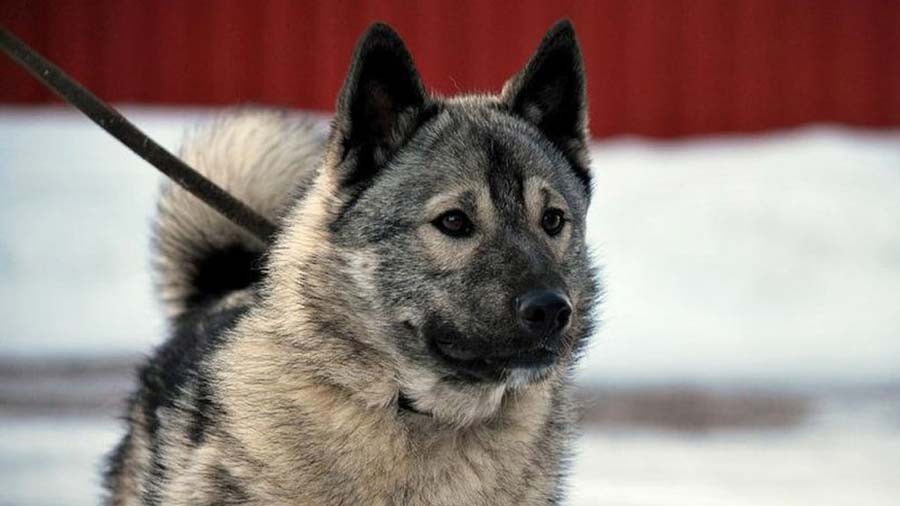 Elkhound Noruego