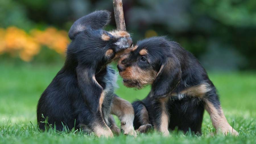 Otterhound