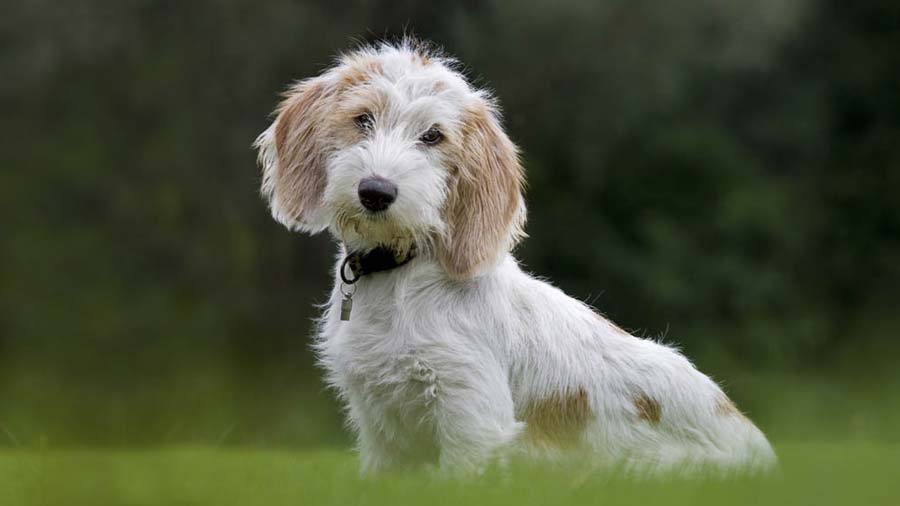 Grifón Vandeano Basset Pequeño