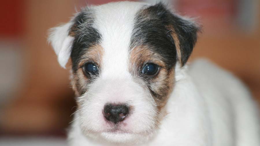 Parson Russell Terrier