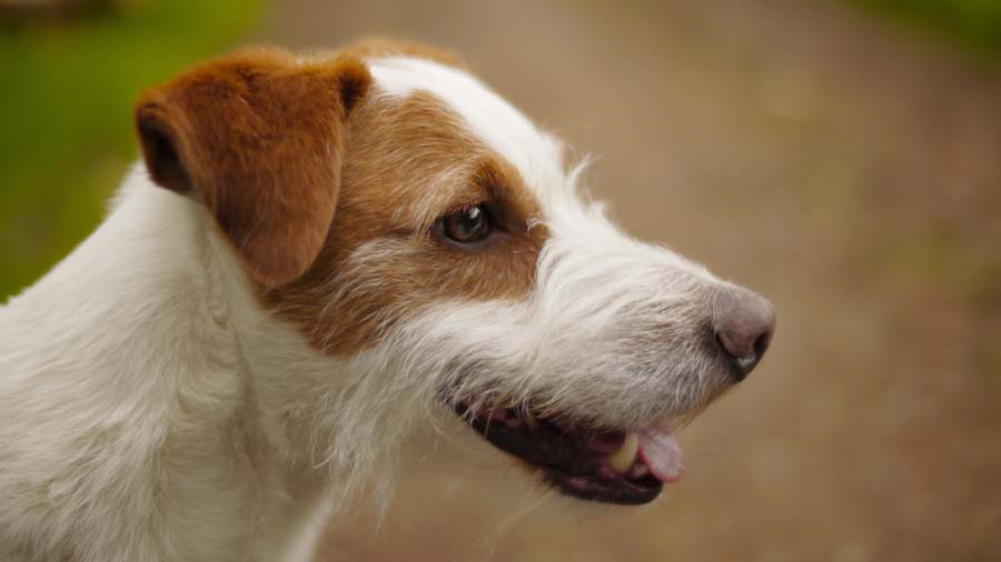 Parson Russell Terrier