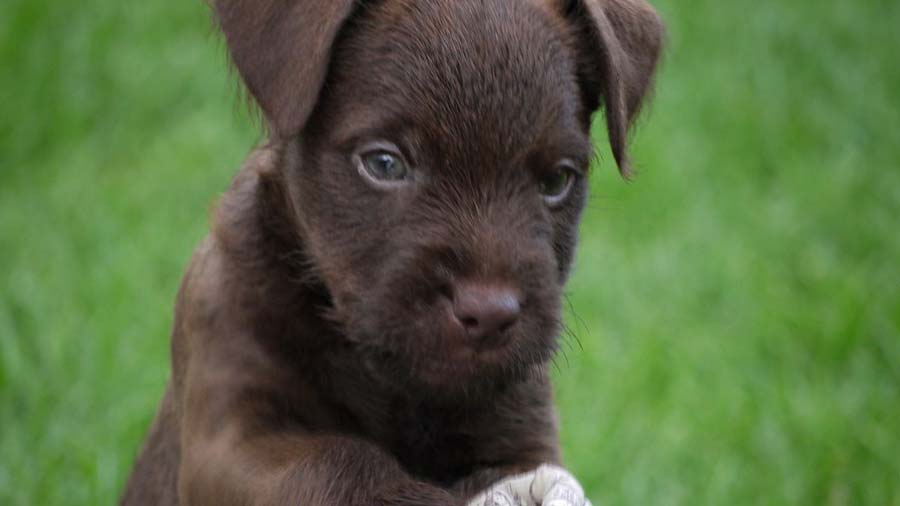 Patterdale Terrier