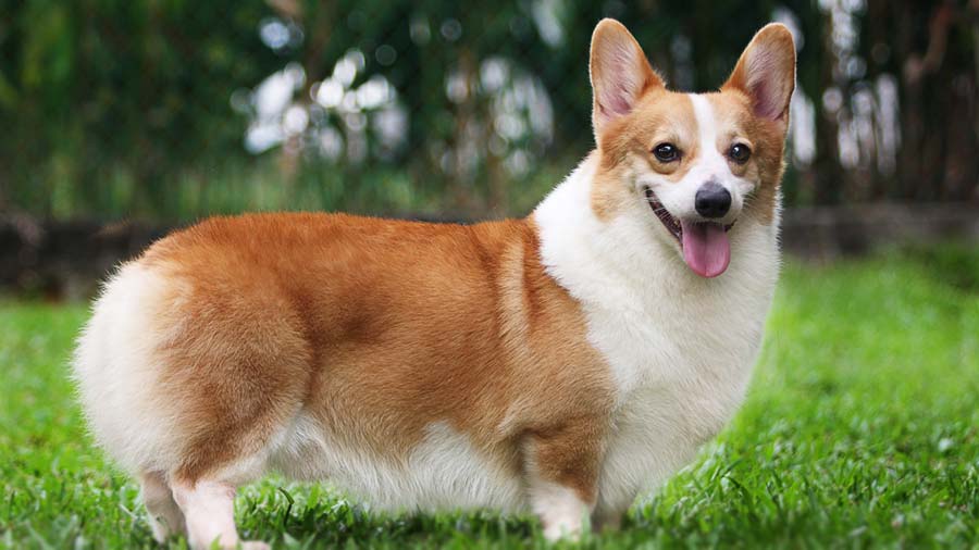 Corgi