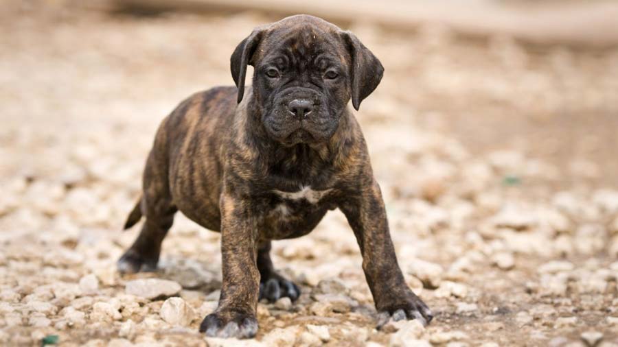 Presa Canario