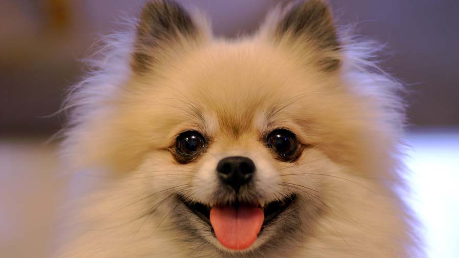 Pomerania