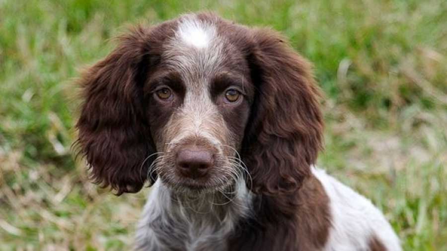 Spaniel de Pont Audemere