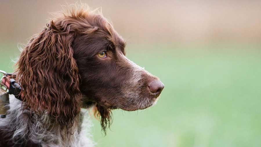 Spaniel de Pont Audemere