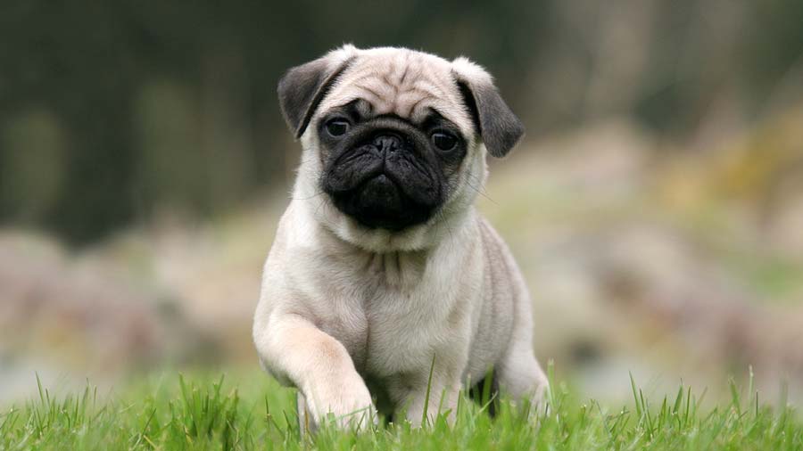 Pug