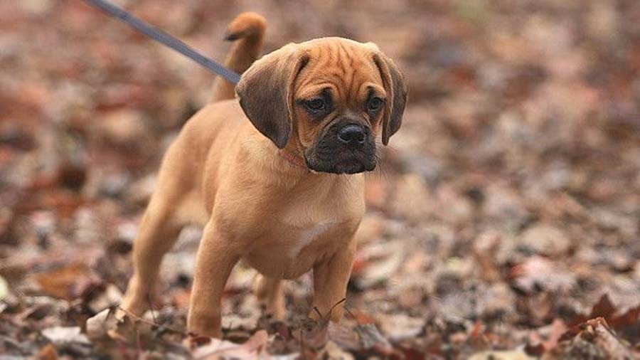 Puggle