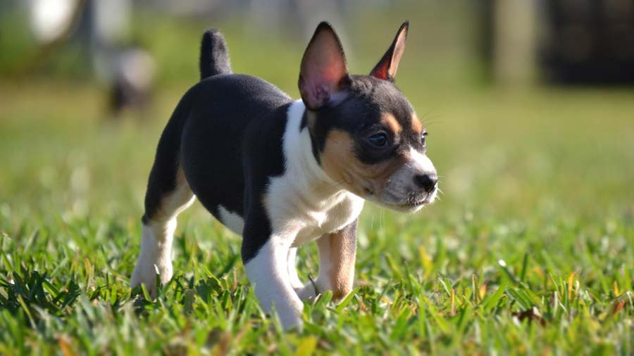 Terrier de Rata