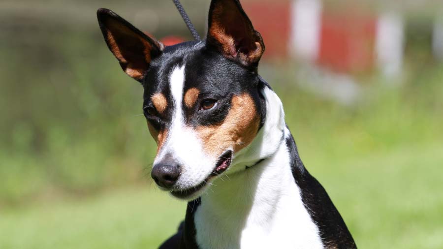 Terrier de Rata