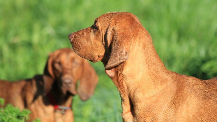 Coonhound de Hueso Rojo