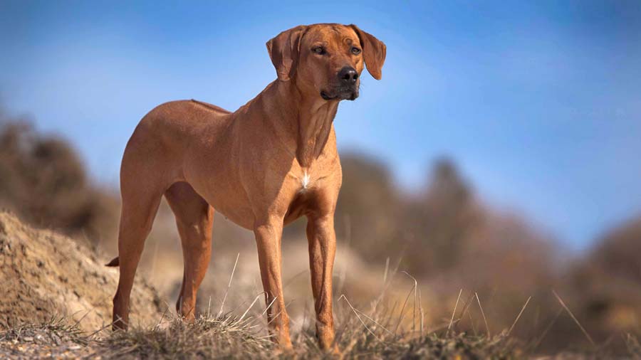 Perro Crestado Rodesiano