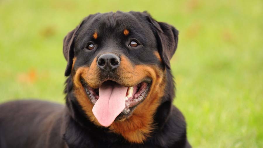 Rottweiler