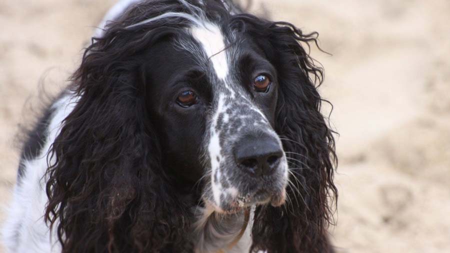 Spaniel Ruso