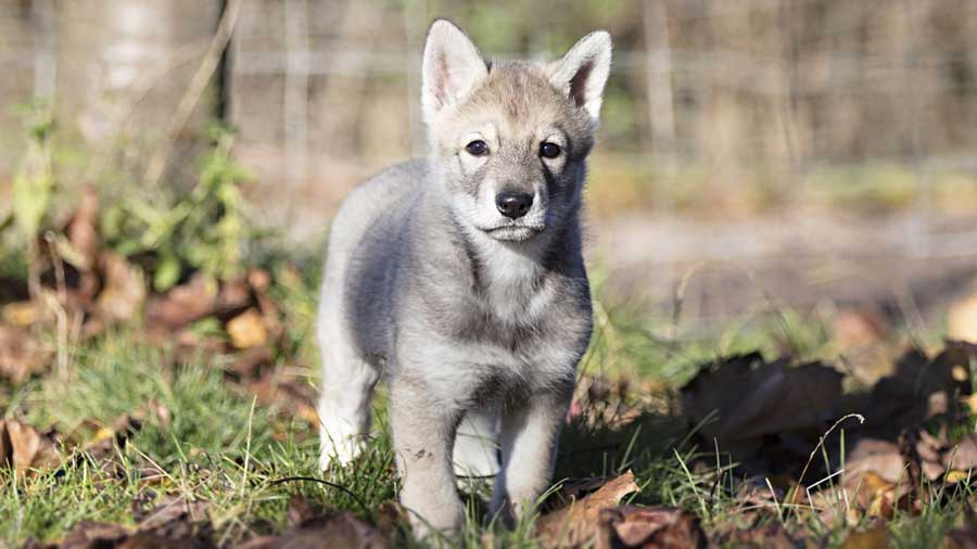 Perro Lobo Mexicano