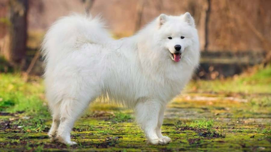 Samoyedo