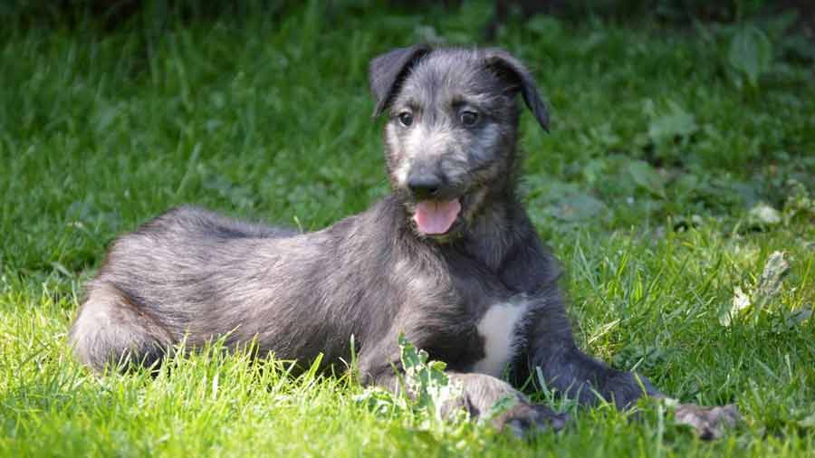 Deerhound Escocés