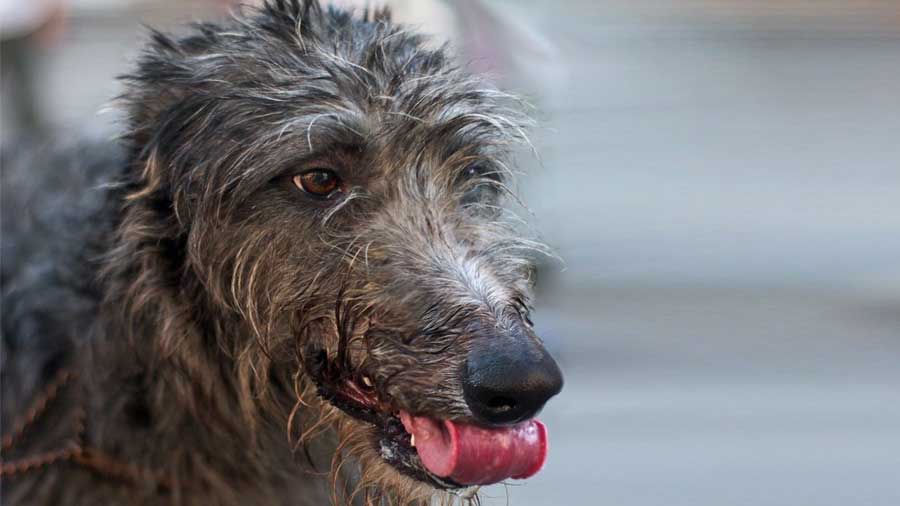 Deerhound Escocés