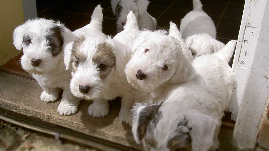 Sealyham Terrier