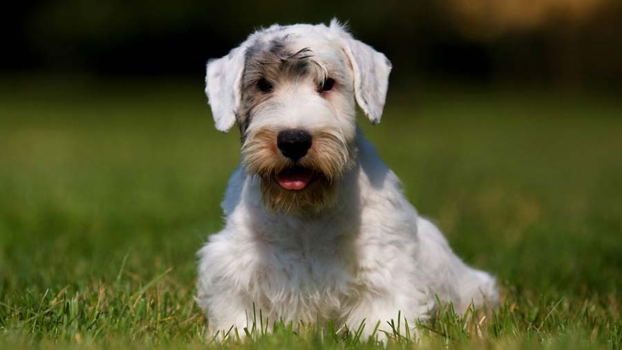 Sealyham Terrier