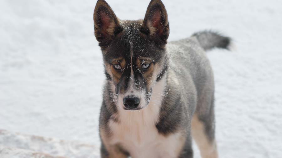 Seppala Siberian Sleddog