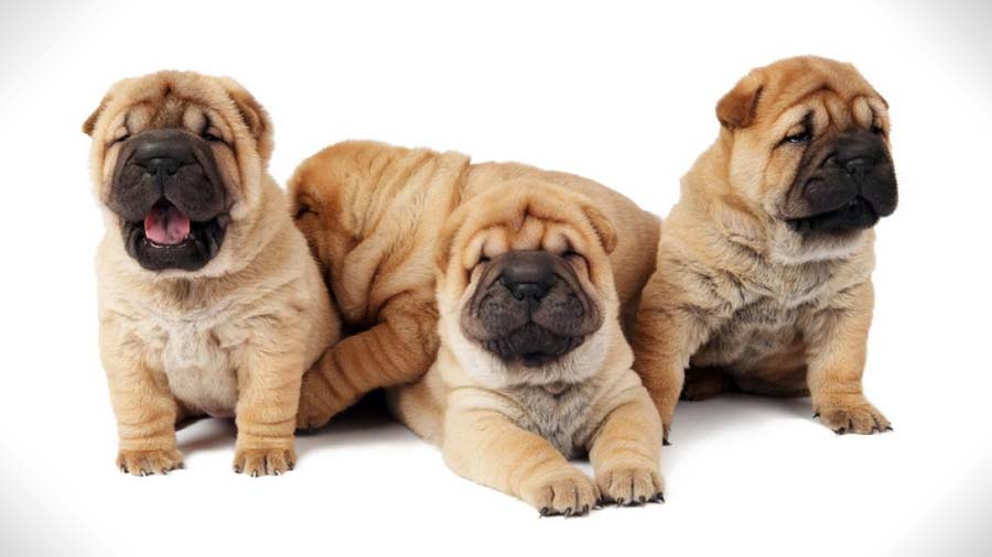 Shar Pei