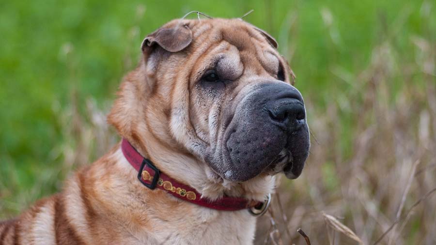 Shar Pei