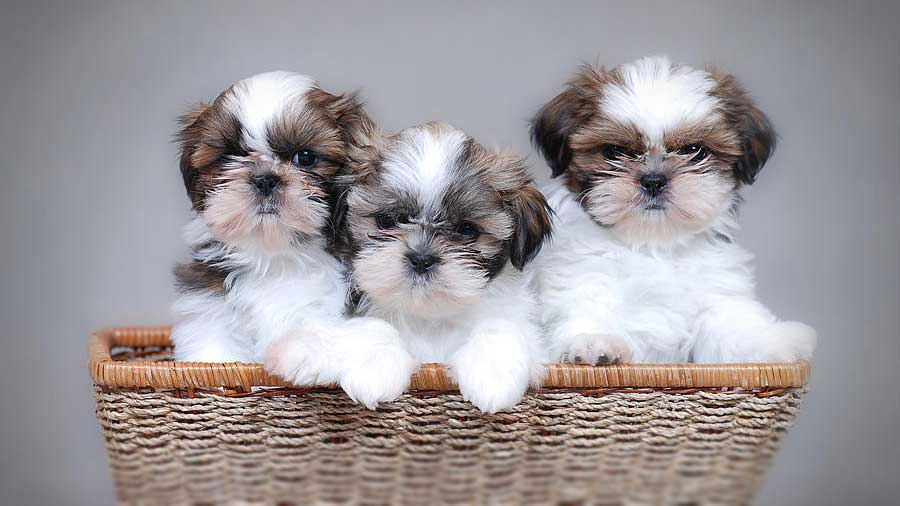 Shih Tzu