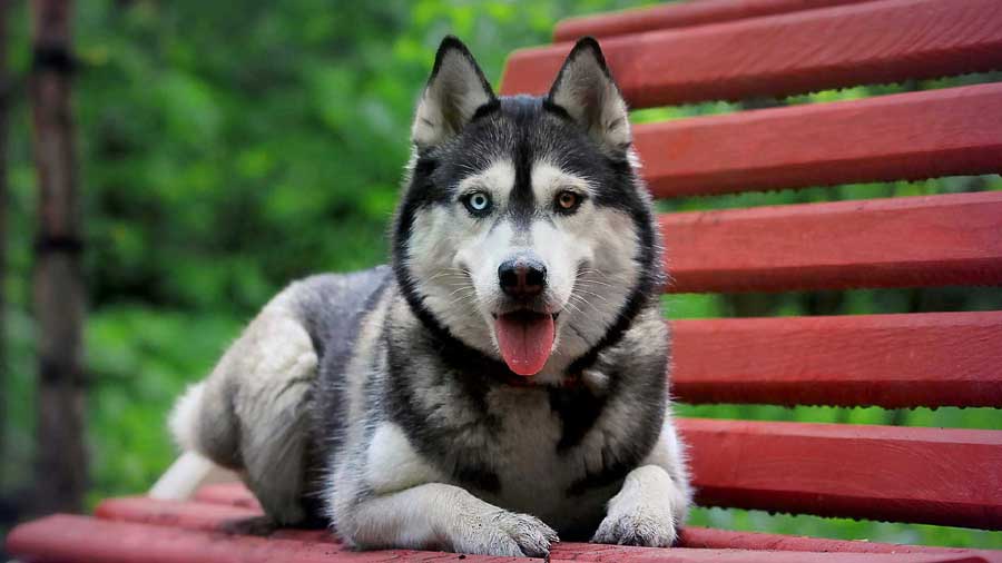 Husky Siberiano