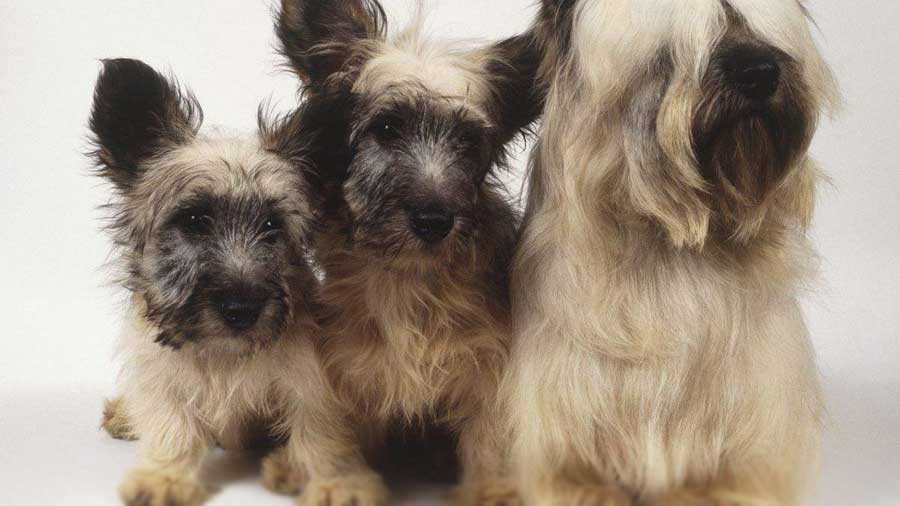 Skye Terrier