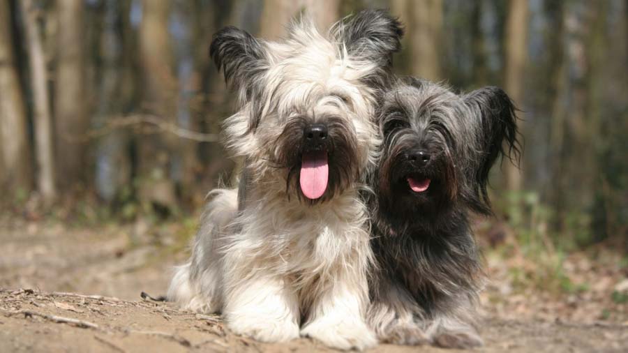 Skye Terrier