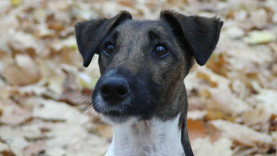 Fox Terrier Liso