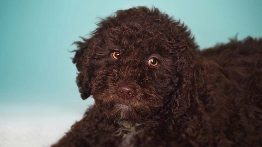 Perro de Agua Español