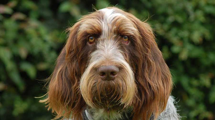 Spinone Italiano