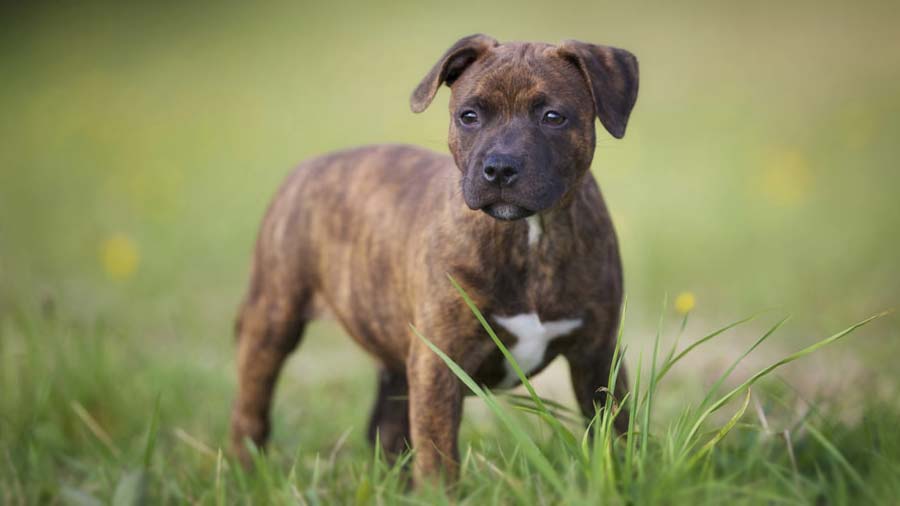 Staffordshire Bull Terrier