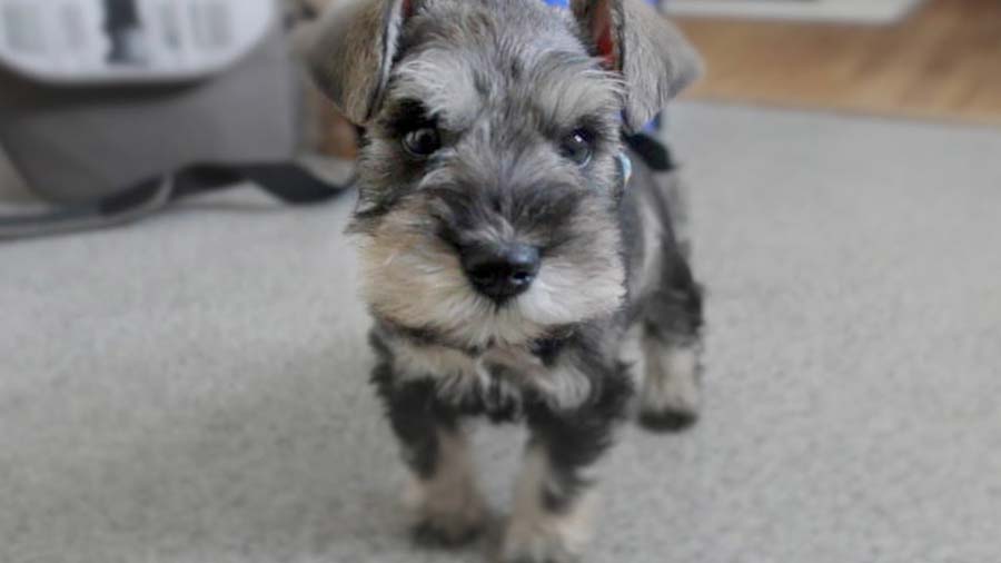 Schnauzer