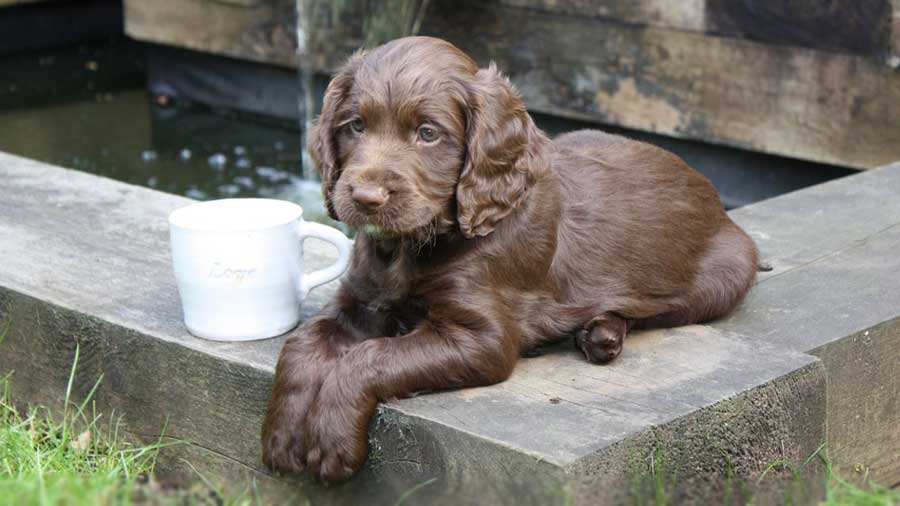 Perro de Aguas de Sussex