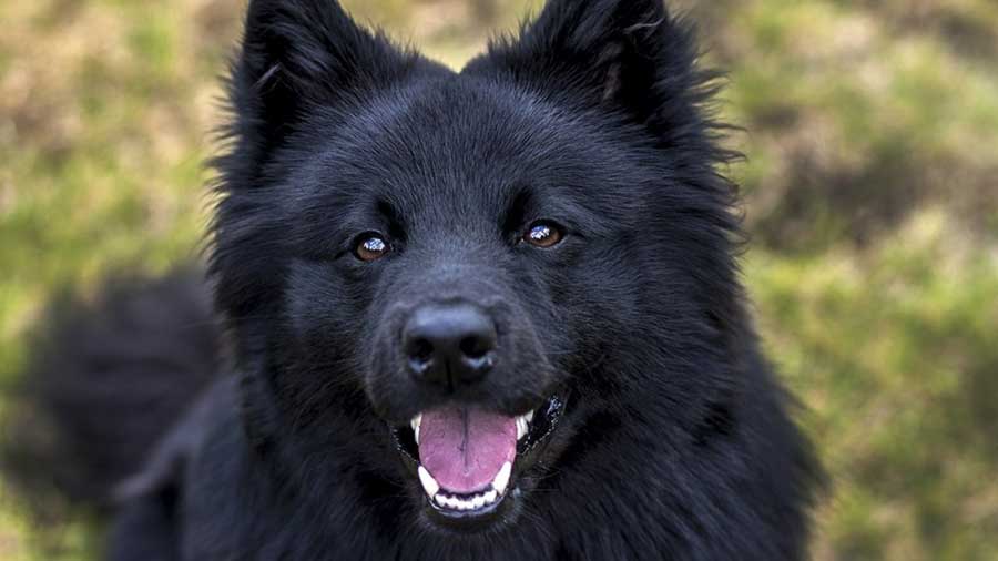 Lapphund Sueco