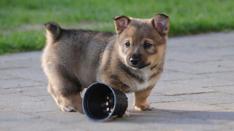 Vallhund Sueco