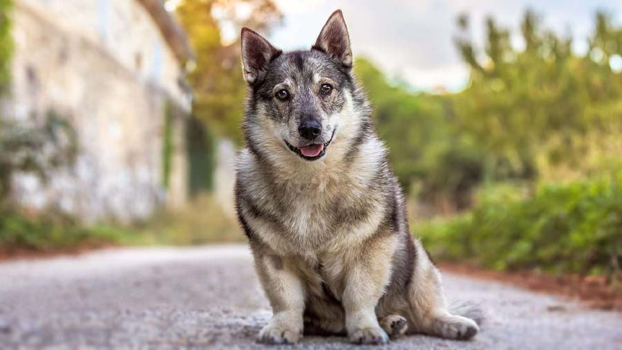 Vallhund Sueco