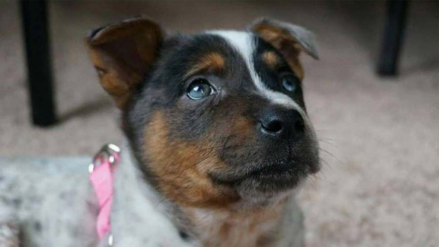 Texas Heeler