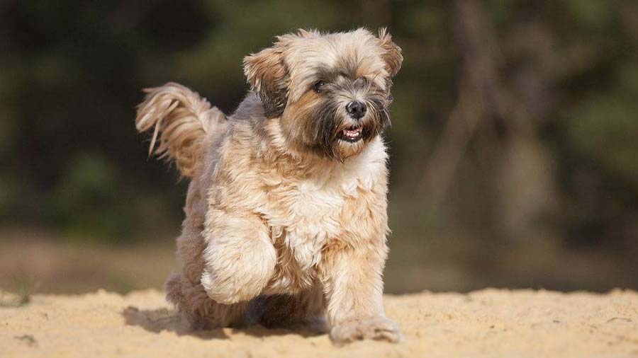 Terrier Tibetano