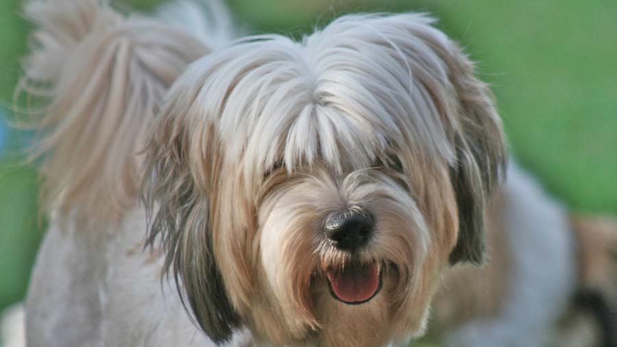 Terrier Tibetano